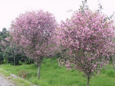 泰州花博園規(guī)劃方案