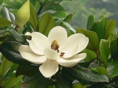 無錫貢湖水源地保護(hù)示范工程